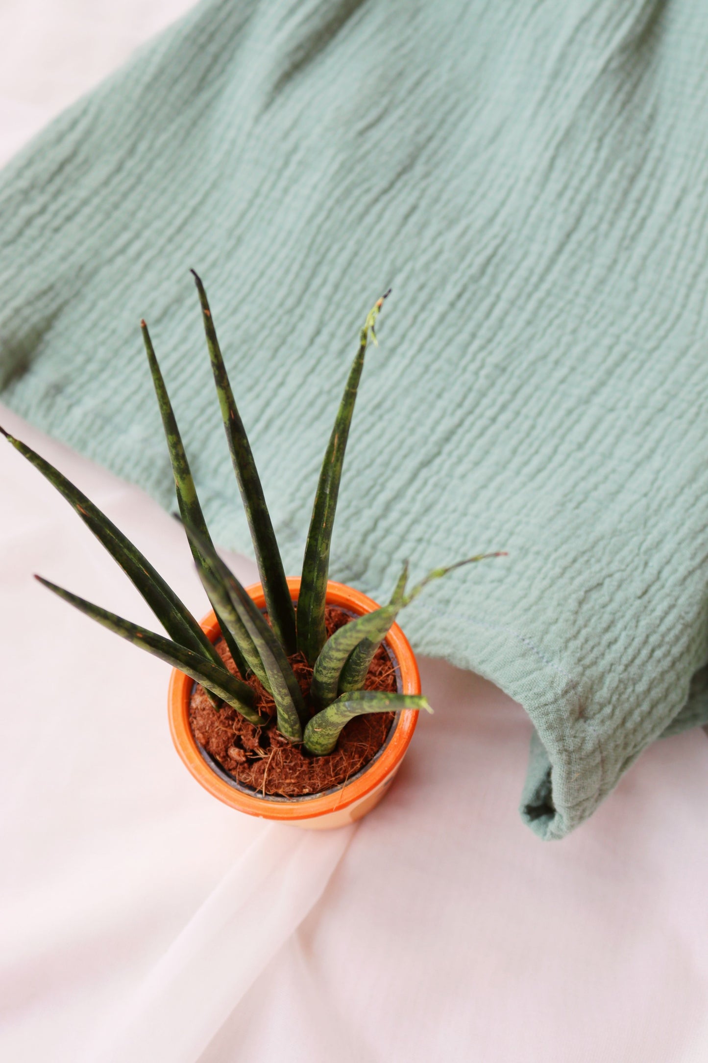 Dark Mint Organic Cotton Shorts